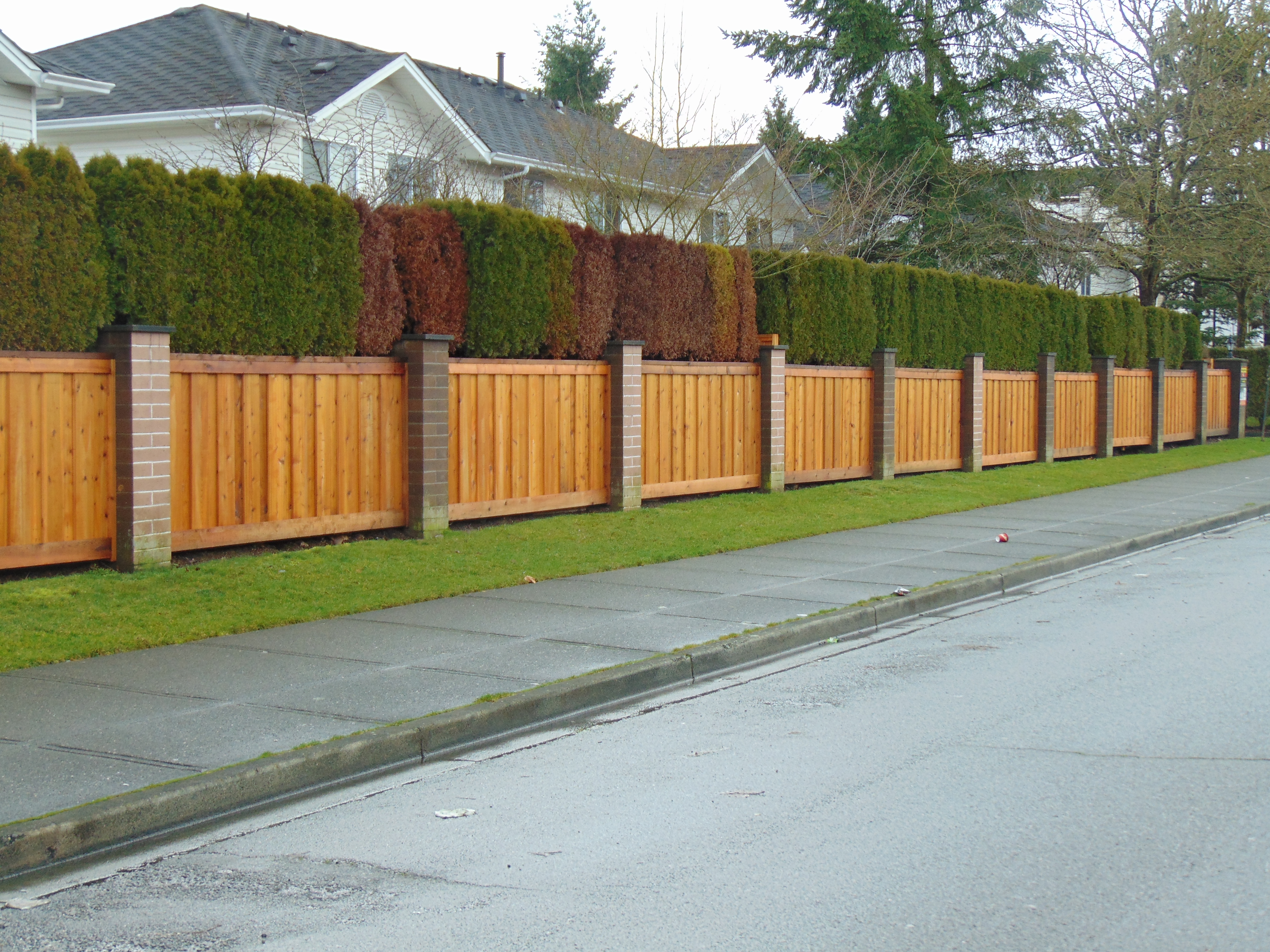 photo surrey cedar