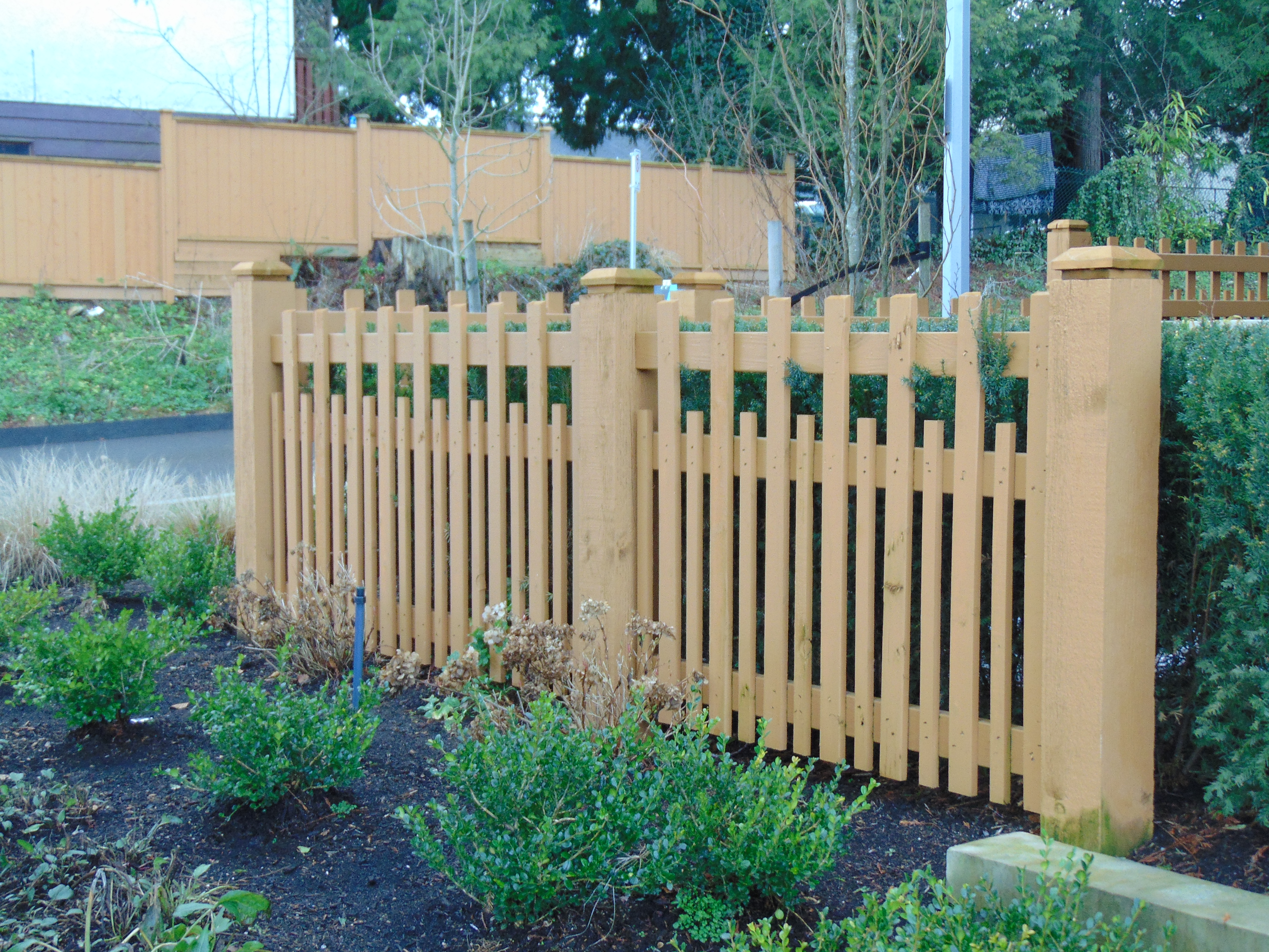 dsc00130 surrey cedar