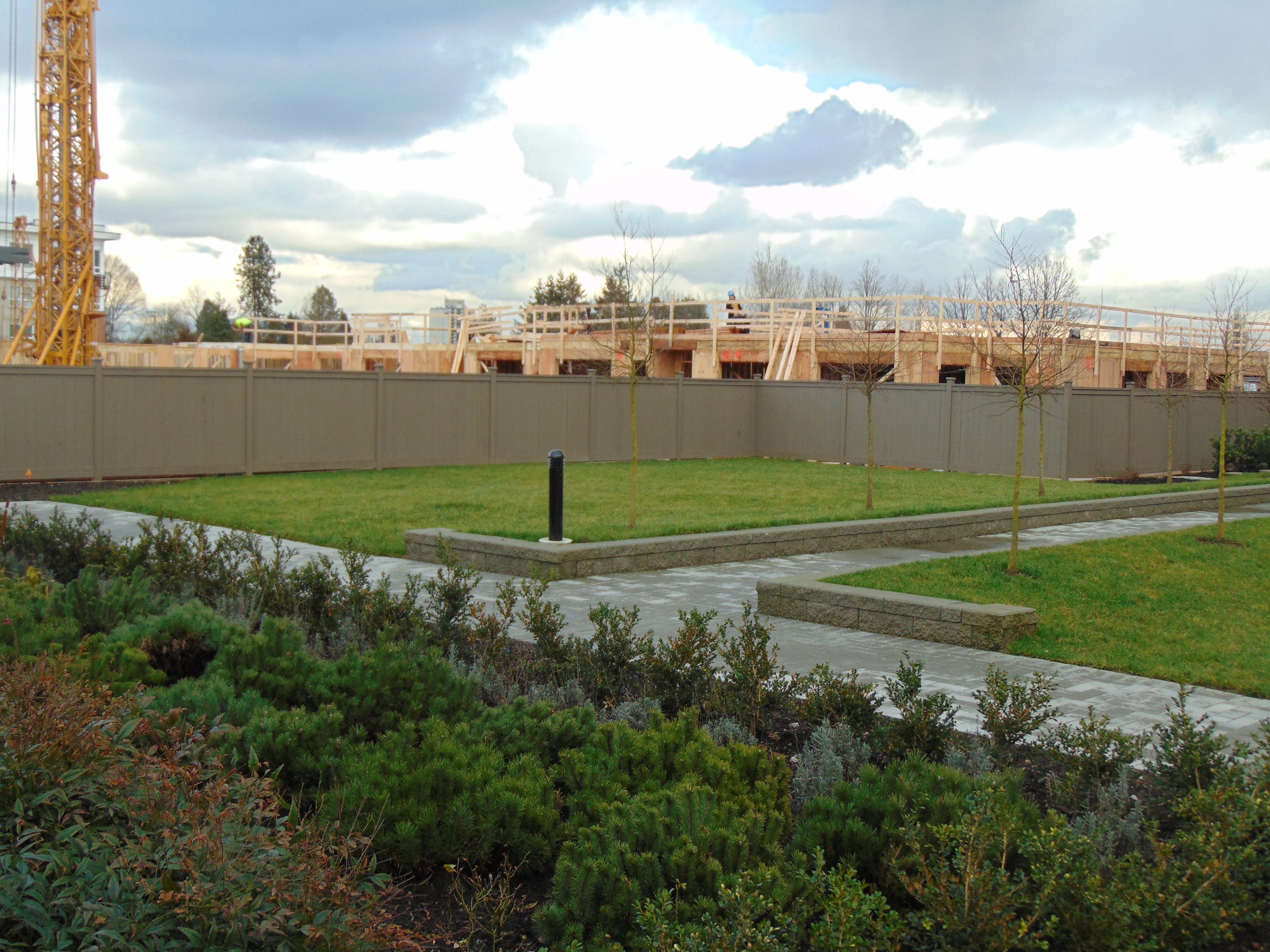 DSC00138 | Surrey Cedar