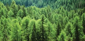 About Us - Benefits of Cedar